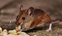 24 Hour & Emergency Exterminators in Howey In Hls, FL